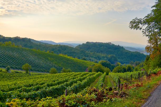 Colli Tortonesi Timorasso Derthona