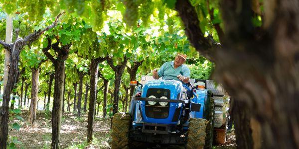 Menicucci Srl during harvest. Pergola handles the heat very well.